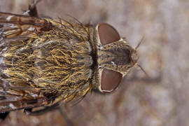 Pollenia labialis / Ohne deutschen Namen / Calliphoridae - "Schmeifliegen" / Ordnung: Zweiflgler - Diptera