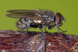 Pollenia pediculata / Ohne deutschen Namen / Calliphoridae - "Schmeifliegen" / Ordnung: Zweiflgler - Diptera