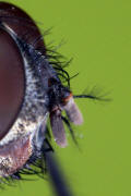 Pollenia pediculata / Ohne deutschen Namen / Calliphoridae - "Schmeifliegen" / Fhler / Ordnung: Zweiflgler - Diptera