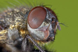 Pollenia pediculata / Ohne deutschen Namen / Calliphoridae - "Schmeifliegen" / Ordnung: Zweiflgler - Diptera