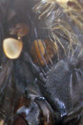 Pollenia pediculata / Ohne deutschen Namen (hinterer Spirakel) / Calliphoridae - "Schmeifliegen" / Ordnung: Zweiflgler - Diptera