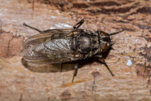 Pollenia vagabunda (Meigen, 1826) / Polleniidae - Wurmfliegen / Ordnung: Zweiflgler - Diptera