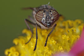 Stomorhina lunata / Ohne deutschen Namen / Schmeifliegen - Calliphoridae / Ordnung: Zweiflgler - Diptera / Fliegen - Brachycera