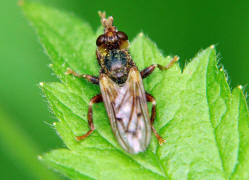 Myopa tessellatipennis / Frühe Buckel-Blasenkopffliege / Dickkopffliegen / Blasenkopffliegen - Conopidae / Ordnung: Zweiflügler - Diptera / Fliegen - Brachycera