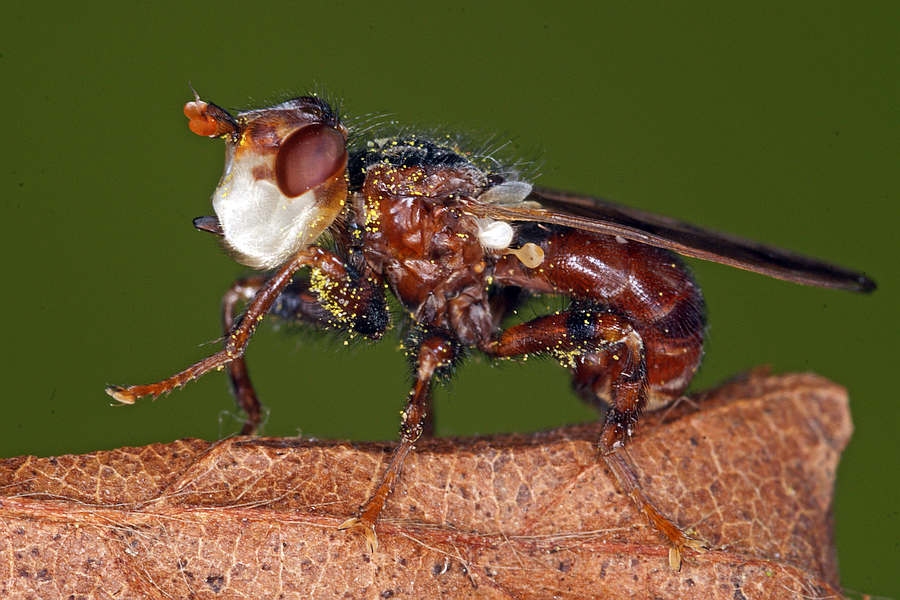 Myopa testacea / Buckelblasenkopffliege / Dickkopffliegen / Blasenkopffliegen - Conopidae - Myopinae / Ordnung: Zweiflügler - Diptera / Fliegen - Brachycera