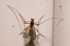 Chironomidae - Zuckmcken / Ordnung: Zweiflgler - Diptera / Nematocera - Mcken