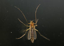 Chironomidae - Zuckmcken / Ordnung: Zweiflgler - Diptera / Nematocera - Mcken
