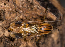 Keroplatus tipuloides (Bosc, 1792) / Langhornmücken - Keroplatidae / Ordnung: Zweiflügler - Diptera