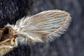 Psychoda sigma (Kincaid, 1899) (= Psychoda surcoufi Tonnoir, 1922) / Schmetterlingsmücken - Psychodidae