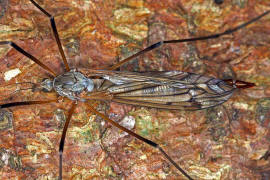 Tipula (Vestiplex) hortorum / Ohne deutschen Namen / Schnaken - Tipulidae / Ordnung: Zweiflgler - Diptera / Nematocera - Mcken