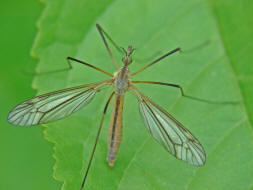 Tipula vernalis / Frhlingsschnake / Schnaken - Tipulidae / Ordnung: Zweiflgler - Diptera / Nematocera - Mcken