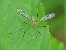 Tipula vernalis / Frhlingsschnake / Schnaken - Tipulidae / Ordnung: Zweiflgler - Diptera / Nematocera - Mcken