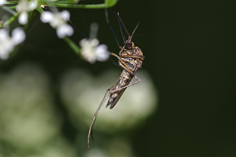 Ochlerotatus rusticus (Rossi, 1790) = Aedes rusticus (Rossi, 1790) / Stechmücken - Culicidae / Ordnung: Zweiflügler - Diptera / Mückenartige - Nematocera