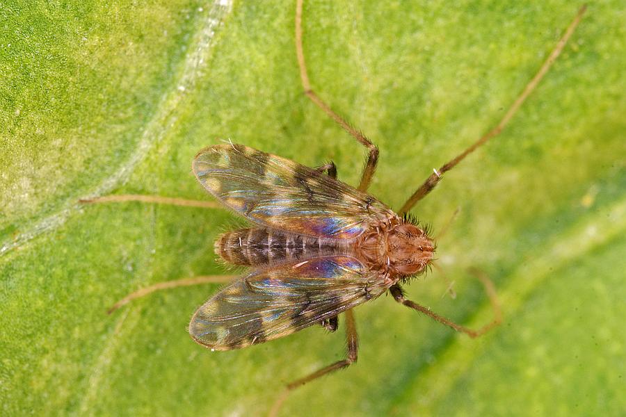 Psectrotanypus varius / Ohne deutschen Namen / Zuckmücken - Chironomidae - Tanypodinae