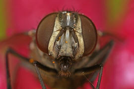 Graphomya maculata / Gefleckte Hausfliege / Echte Fliegen - Muscidae / Ordnung: Zweiflgler - Diptera / Fliegen - Brachycera