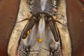 Graphomya maculata / Gefleckte Hausfliege / Echte Fliegen - Muscidae / Ordnung: Zweiflgler - Diptera / Fliegen - Brachycera