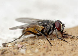 Musca domestica / Groe Stubenfliege / Echte Fliegen - Muscidae / Brachycera - Fliegen / Ordnung: Diptera - Zweiflgler