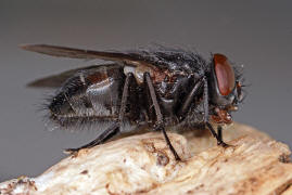 Muscina pascuorum / Kein deutscher Name bekannt / Echte Fliegen - Muscidae