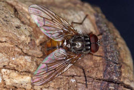 Phaonia subventa / Ohne deutschen Namen / Echte Fliegen - Muscidae / Ordnung: Zweiflügler - Diptera