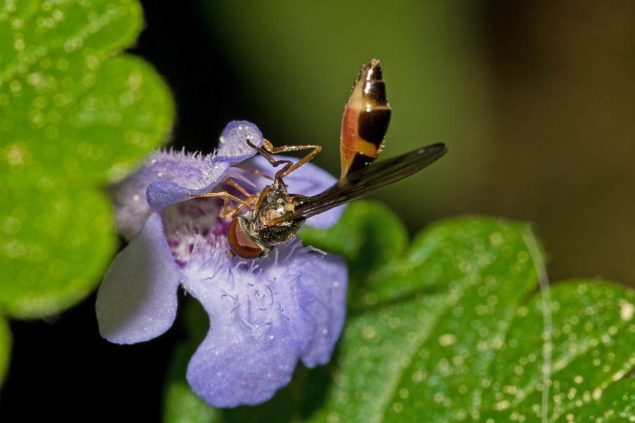 Baccha elongata / Gemeine Schattenschwebfliege / Schwebfliegen - Syrphidae / Ordnung: Zweiflügler - Diptera / Fliegen - Brachycera