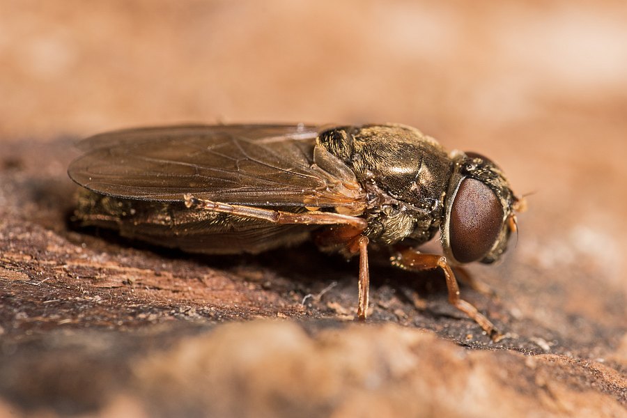 Cheilosia flavipes / Ohne deutschen Namen / Schwebfliegen - Syrphidae / Ordnung: Zweiflügler - Diptera / Fliegen - Brachycera