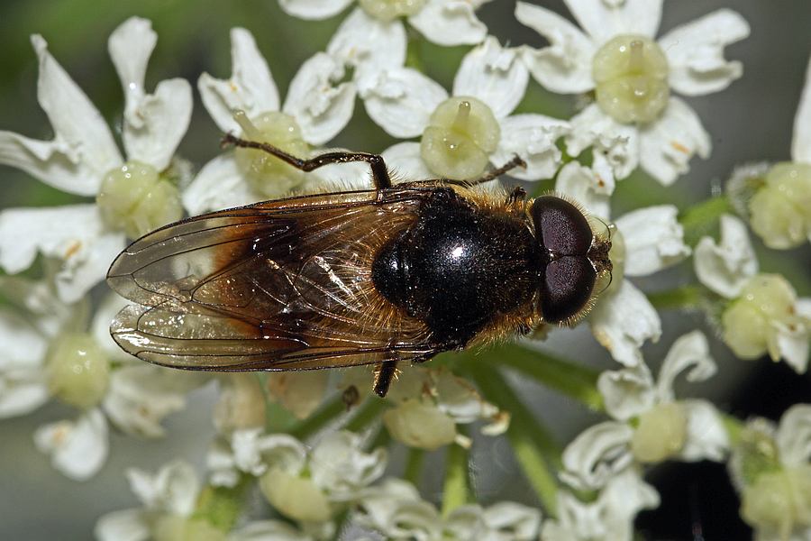 Cheilosia illustrata / Bunte Erzschwebfliege / Schwebfliegen - Syrphidae