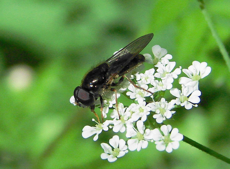 Cheilosia pagana / Kleine Erzschwebfliege / Schwebfliegen - Syrphidae / Ordnung: Zweiflügler - Diptera / Fliegen - Brachycera