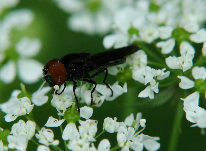 Chrysogaster solstitialis / Gemeine Smaragdschwebfliege / Schwebfliegen - Syrphidae / Ordnung: Zweiflügler - Diptera / Fliegen - Brachycera