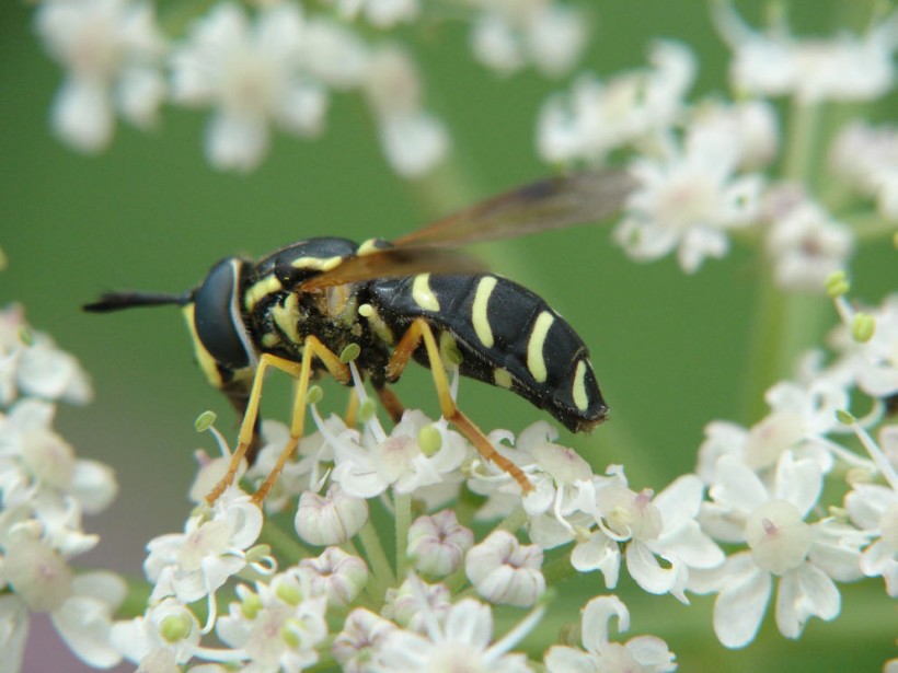 Chrysotoxum arcuatum (syn. C. festivum) / Späte Wespenschwebfliege / Schwebfliegen - Syrphidae / Ordnung: Zweiflügler - Diptera / Fliegen - Brachycera