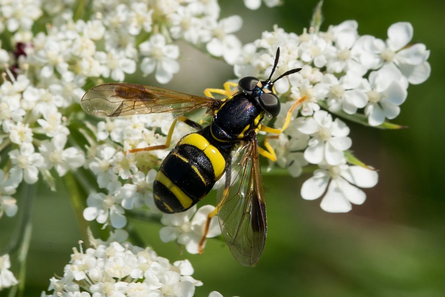 Chrysotoxum bicinctum / Zweiband-Wespenschwebfliege / Schwebfliegen - Syrphidae / Zweiflügler - Diptera / Fliegen - Brachycera