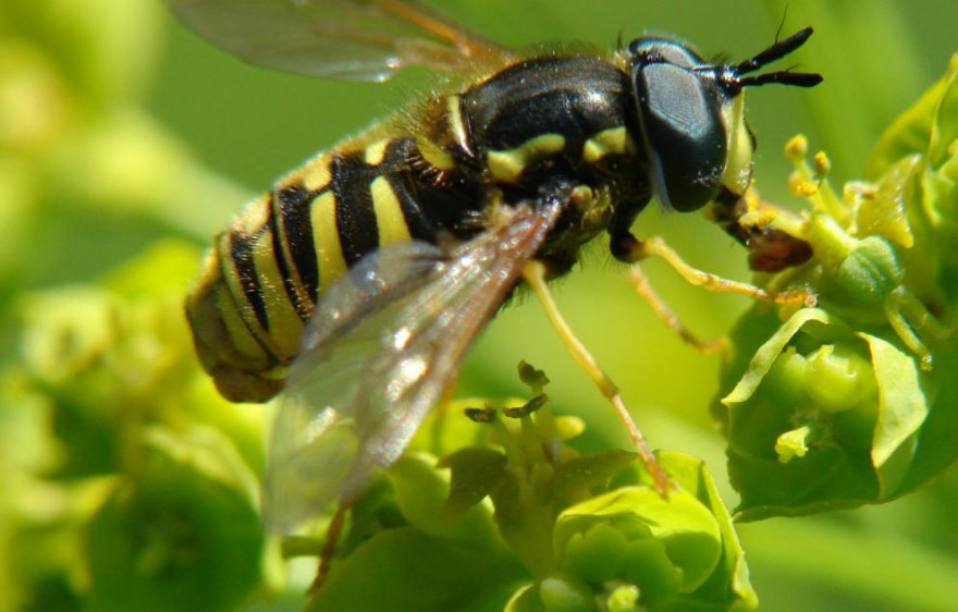 Chrysotoxum cautum / Gemeine Wespenschwebfliege / Schwebfliegen - Syrphidae / Ordnung: Zweiflügler - Diptera / Fliegen - Brachycera