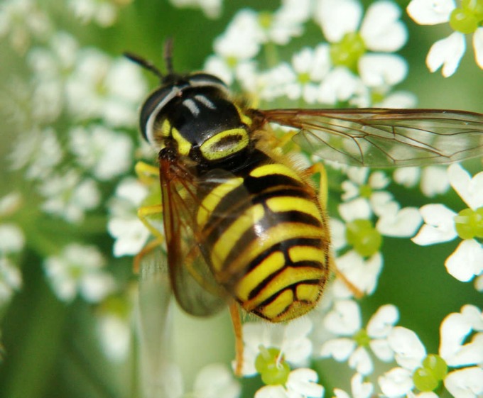 Chrysotoxum verralli / Verrall's Wespenschwebfliege / Schwebfliegen - Syrphidae / Ordnung: Zweiflügler - Diptera / Fliegen - Brachycera