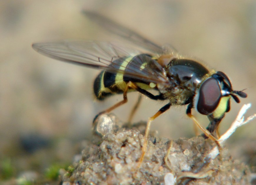 Dasysyrphus tricinctus / Breitband-Waldschwebfliege (Weibchen) / Schwebfliegen - Syrphidae / Ordnung: Zweiflügler - Diptera / Fliegen - Brachycera