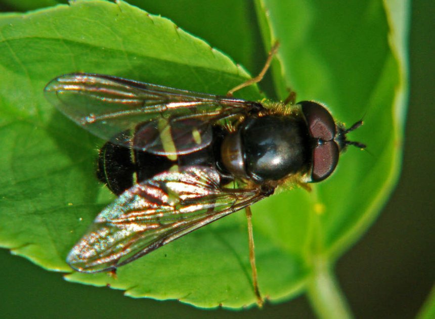 Dasysyrphus tricinctus / Breitband-Waldschwebfliege (Männchen) / Schwebfliegen - Syrphidae / Ordnung: Zweiflügler - Diptera / Fliegen - Brachycera