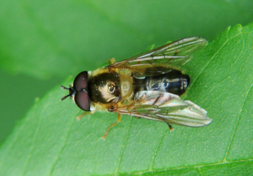 Epistrophe eligans / Zweiband-Wiesenschwebfliege / Schwebfliegen - Syrphidae / Ordnung: Diptera - Zweiflügler