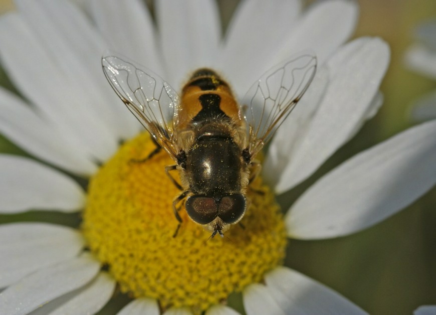 Eristalis arbustorum / Kleine Keilfleckschwebfliege (Männchen) / Schwebfliegen - Syrphidae / Ordnung: Zweiflügler - Diptera / Fliegen - Brachycera