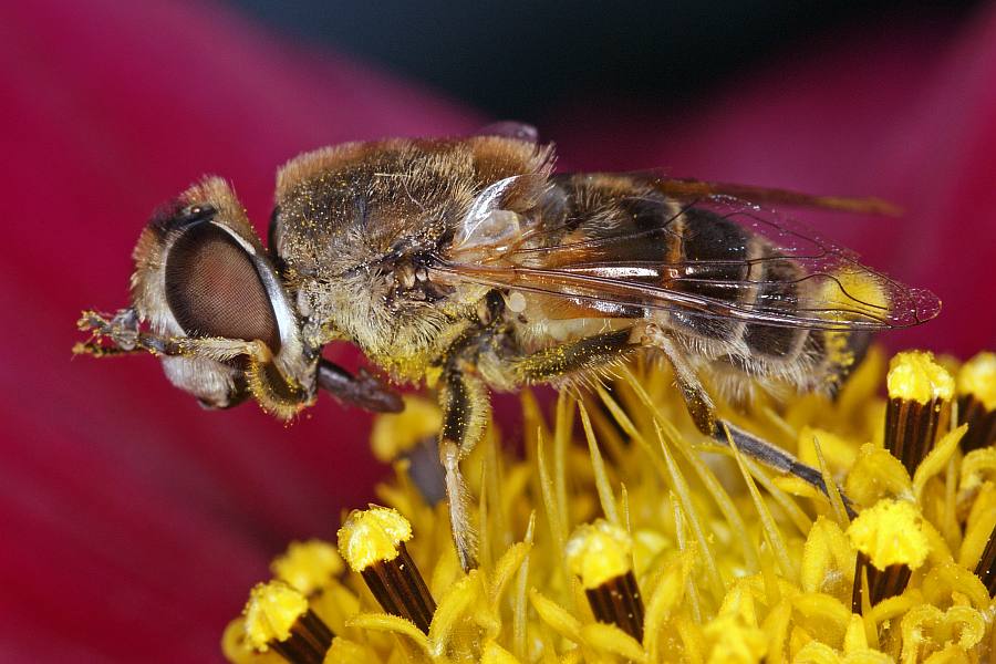 Eristalis arbustorum / Kleine Keilfleckschwebfliege / Schwebfliegen - Syrphidae / Ordnung: Zweiflügler - Diptera / Fliegen - Brachycera