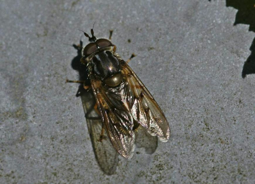 Ferdinandea cuprea / Gemeine Goldschwebfliege / Schwebfliegen - Syrphidae / Ordnung: Zweiflügler - Diptera / Fliegen - Brachycera