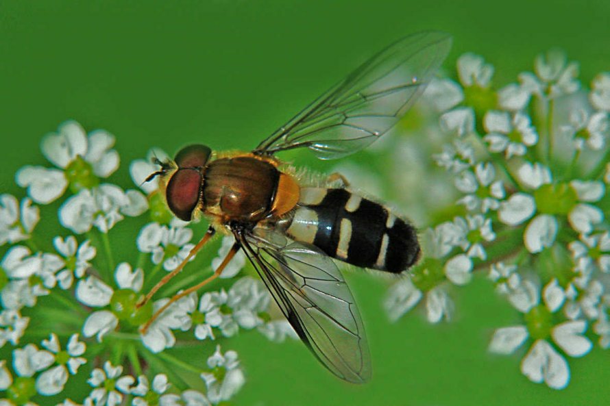 Leucozona glaucia (syn. Ischyrosyrphus glaucius) / Blaue Breitbandschwebfliege / Schwebfliegen - Syrphidae / Ordnung: Zweiflügler - Diptera / Fliegen - Brachycera