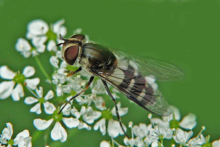 Leucozona laternaria (syn. Ischyrosyrphus laternarius) / Weiße Breitbandschwebfliege / Schwebfliegen - Syrphidae / Ordnung: Zweiflügler - Diptera / Fliegen - Brachycera