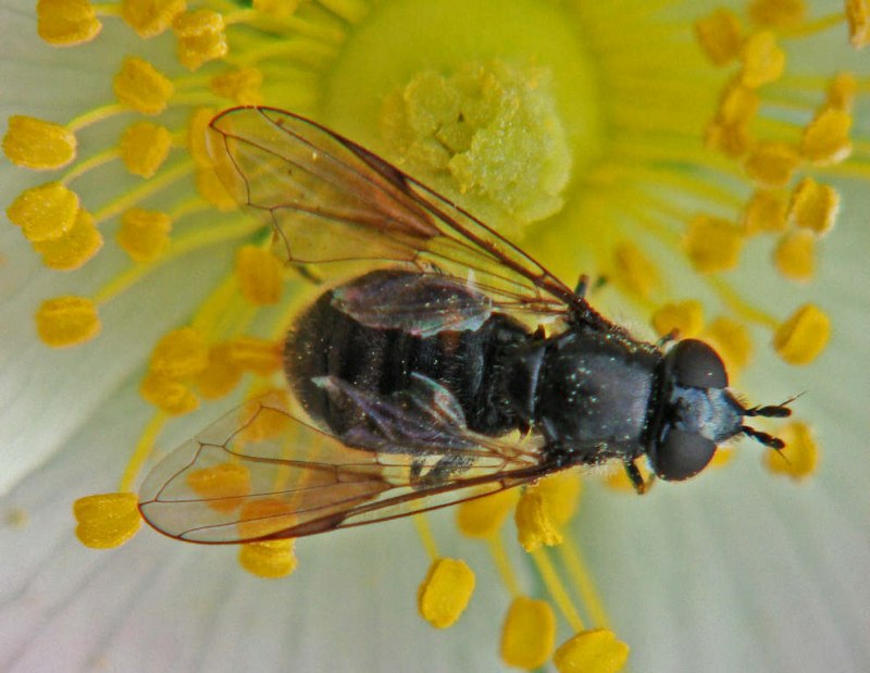 Pipiza noctiluca / Zweifleck-Waldrandschwebfliege / Schwebfliegen - Syrphidae / Ordnung: Zweiflügler - Diptera / Fliegen - Brachycera
