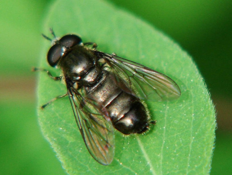 Pipizella annulata / Ohne deutschen Namen / Schwebfliegen - Syrphidae / Ordnung: Zweiflügler - Diptera / Fliegen - Brachycera