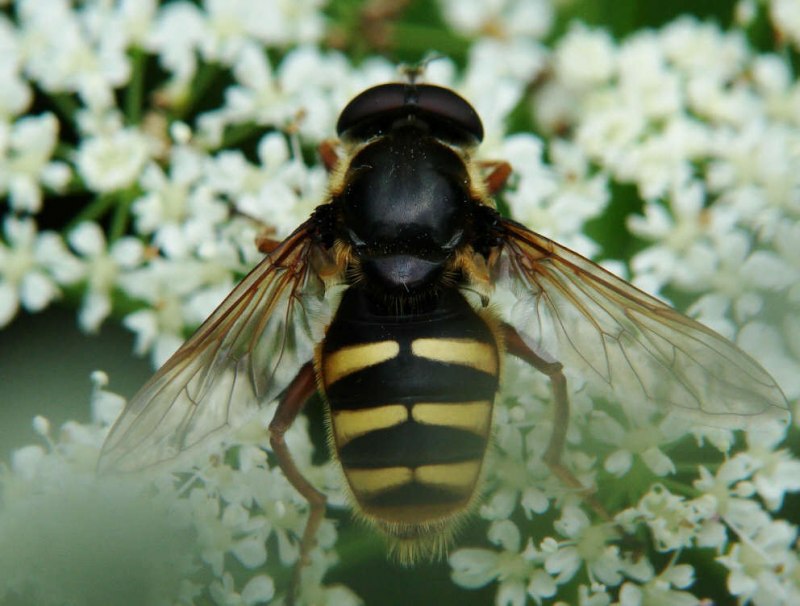 Sericomyia silentis / Gelbband-Torfschwebfliege / Schwebfliegen - Syrphidae / Ordnung: Zweiflügler - Diptera / Fliegen - Brachycera