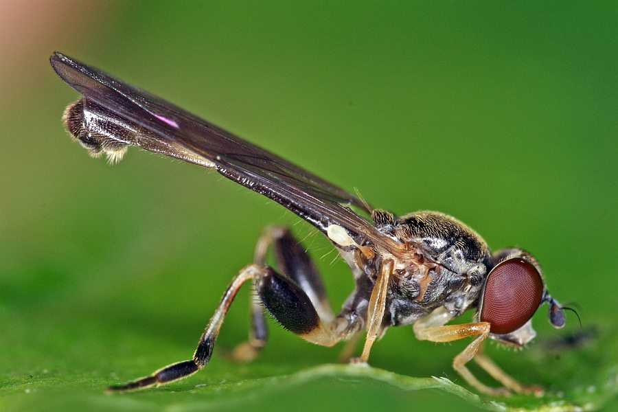Sphegina clunipes / Gemeine Taillen-Schwebfliege / Schwebfliegen - Syrphidae / Ordnung: Zweiflügler - Diptera / Fliegen - Brachycera