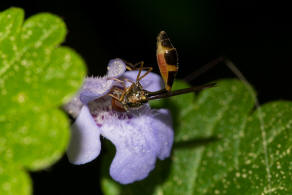 Baccha elongata / Gemeine Schattenschwebfliege / Schwebfliegen - Syrphidae / Ordnung: Zweiflügler - Diptera / Fliegen - Brachycera