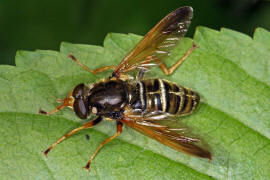 Caliprobola speciosa / Prachtschwebfliege / Goldbandschwebfliege / Schwebfliegen - Syrphidae / Ordnung: Zweiflügler - Diptera / Fliegen - Brachycera