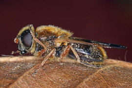 Cheilosia albipila / Weiden-Erzschwebfliege / Schwebfliegen - Syrphidae / Ordnung: Zweiflgler - Diptera / Fliegen - Brachycera