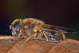Cheilosia albipila / Weiden-Erzschwebfliege / Schwebfliegen - Syrphidae / Ordnung: Zweiflgler - Diptera / Fliegen - Brachycera