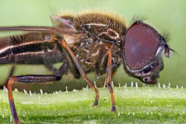 Cheilosia mutabilis / Ohne deutschen Namen / Schwebfliegen - Syrphidae / Ordnung: Zweiflügler - Diptera / Fliegen - Brachycera