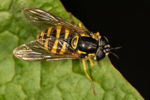 Chrysotoxum cautum / Gemeine Wespenschwebfliege / Schwebfliegen - Syrphidae / Ordnung: Zweiflügler - Diptera / Fliegen - Brachycera